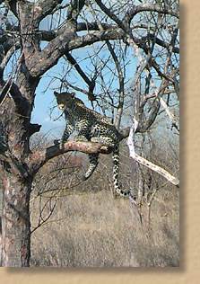 Leopard in tree